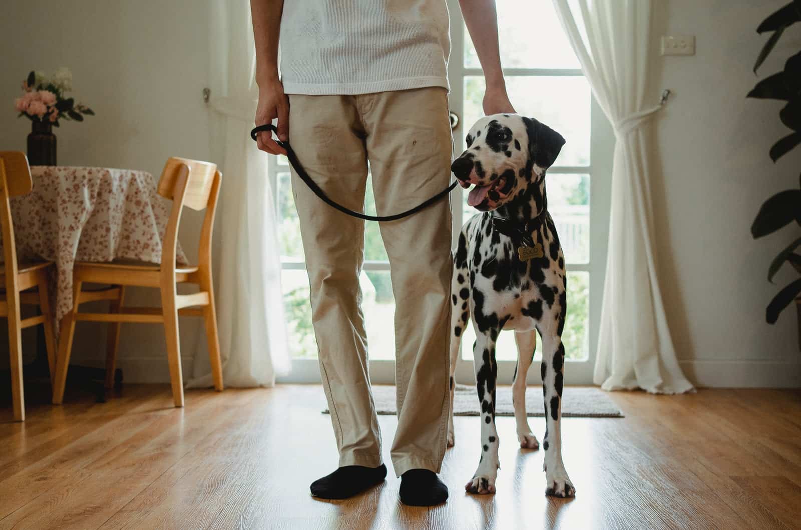 man and dalmatian in an apartment