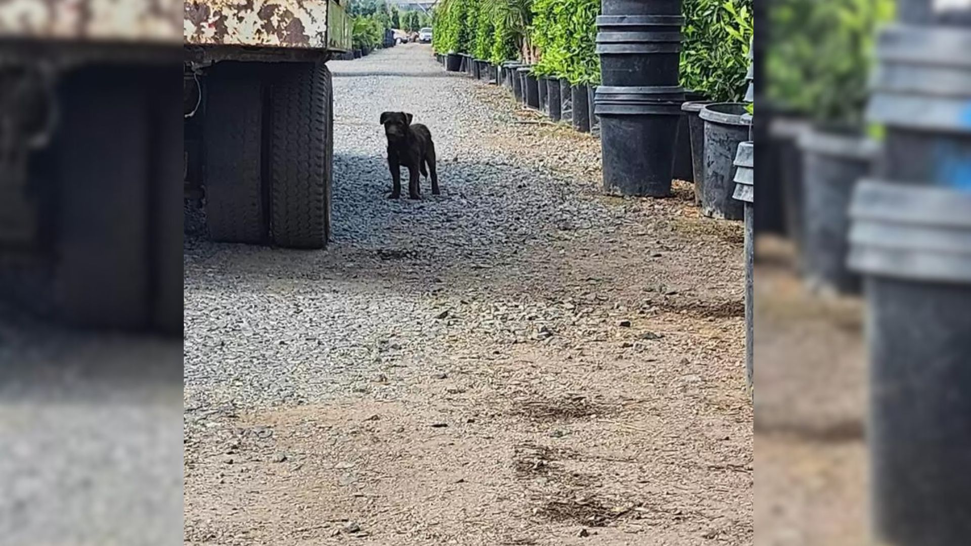 Man Finally Discovers The Real Identity Of A Mysterious Animal Visiting His Yard