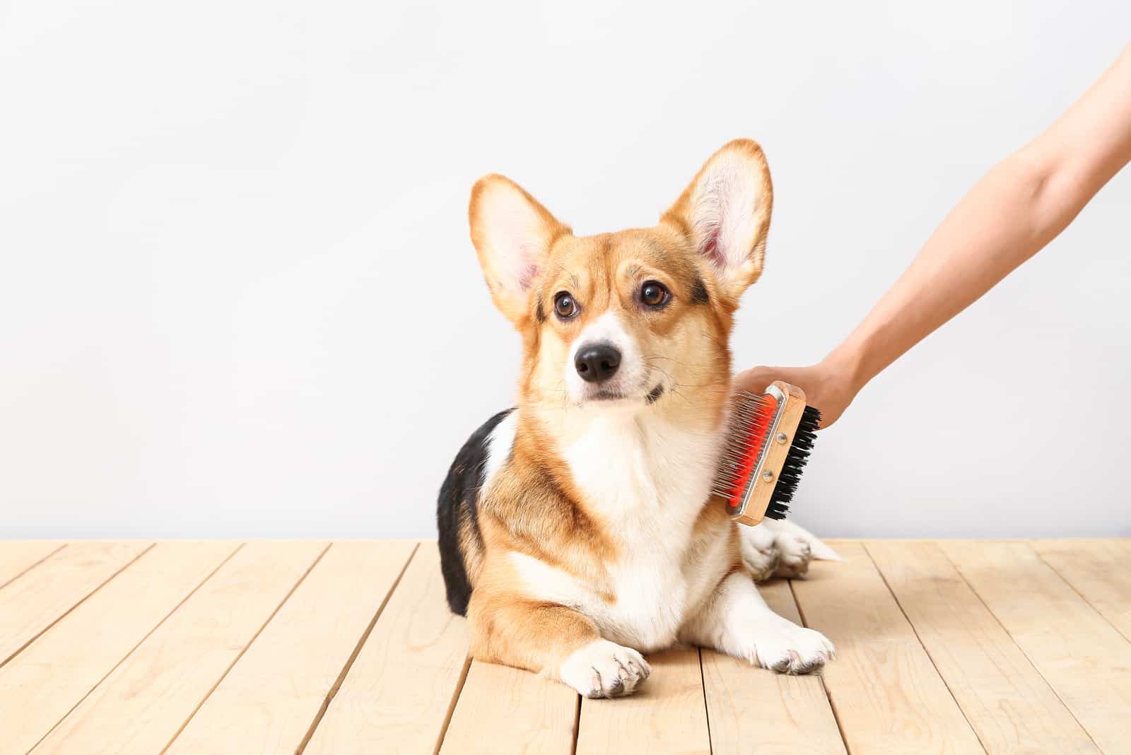 man brushing corgi on the table