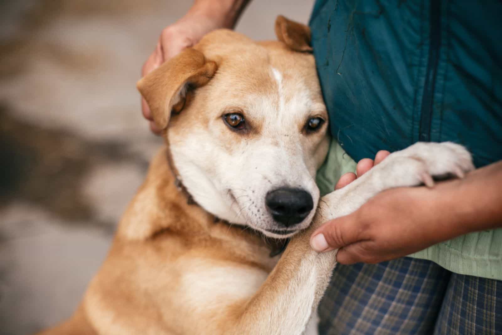 man caressing cute dog leaning on him