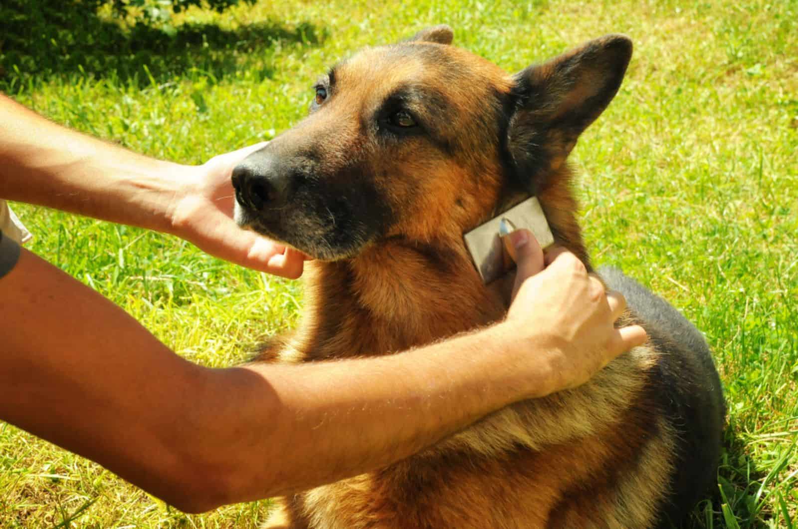 man combing german shepherd outdoors