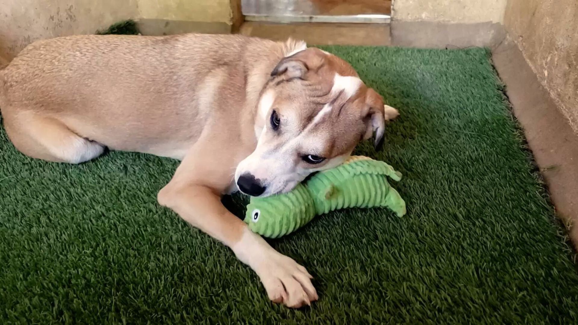 This Man Kept Coming To The Shelter To Help A Scared Pup Learn How To Love Again