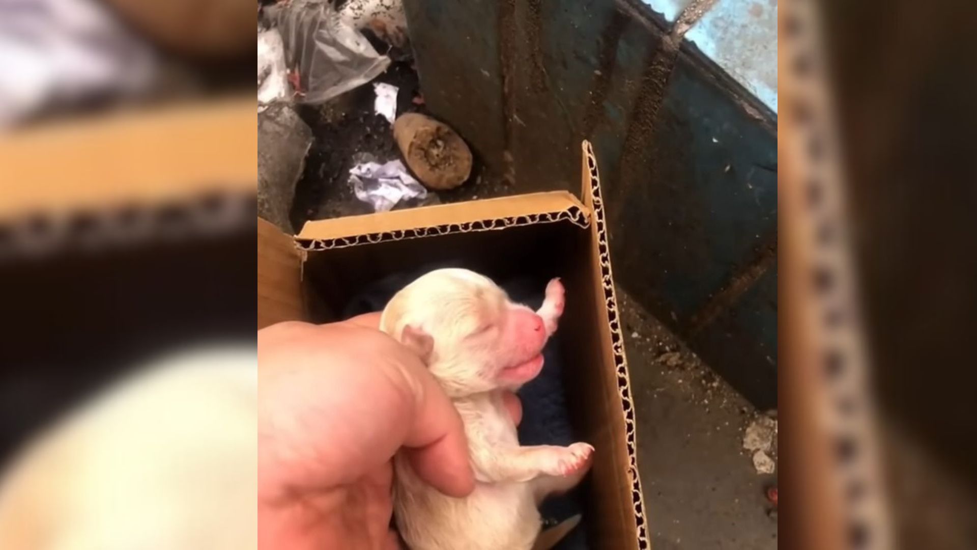 Man Was Shocked To Hear Noises Coming From A Box So He Went To Check It Out