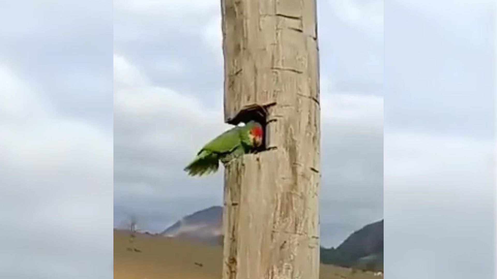 Man Couldn’t Believe What His Parrot Was Hiding In A Hollow Bark