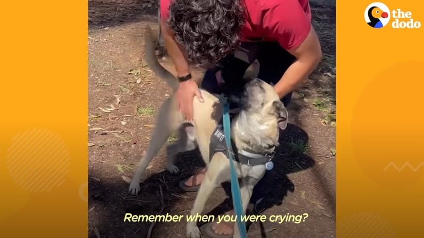 man cuddling dog belgian malionis