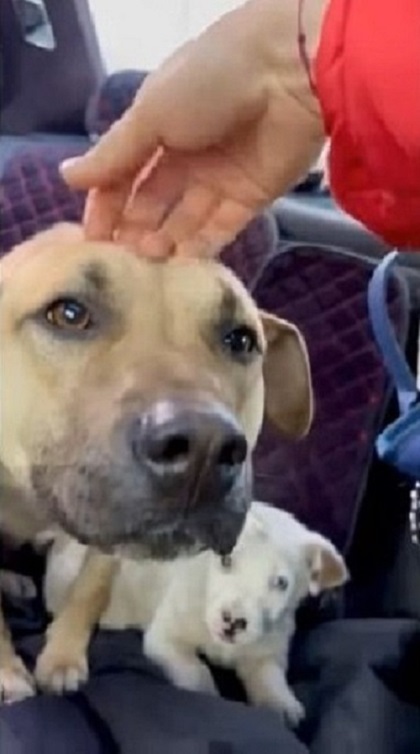 man cuddling dog in car