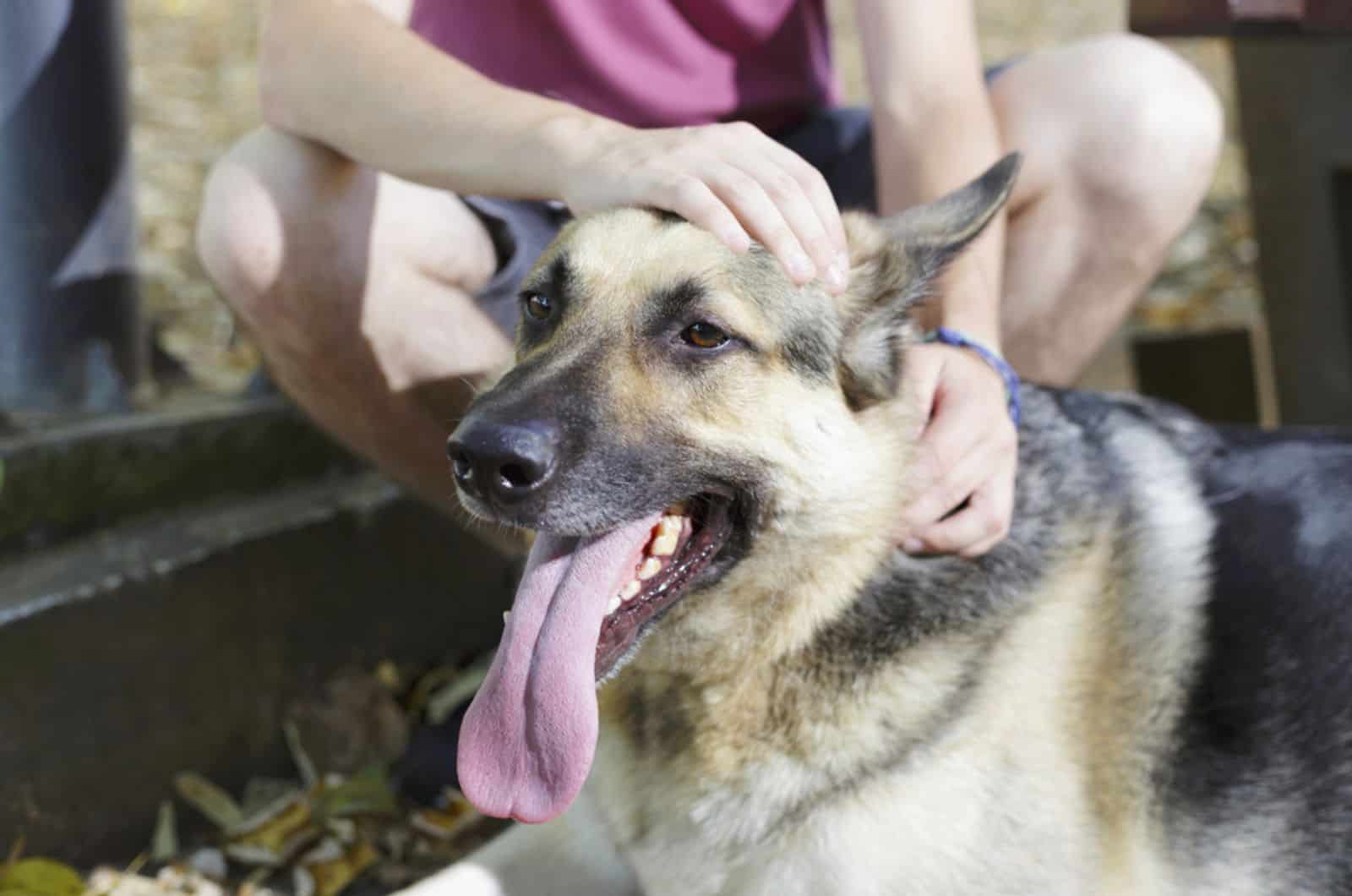 man cuddling german shepherd lying on the ground