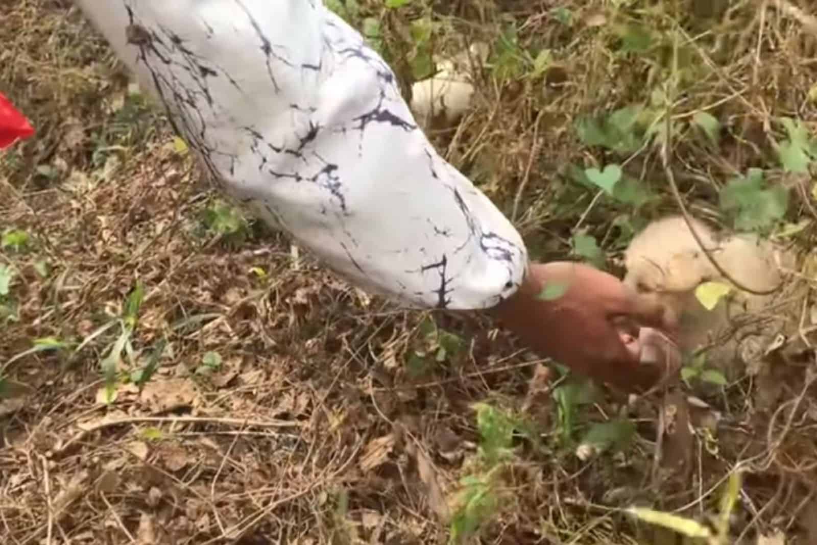 man cuddling puppy in the woods