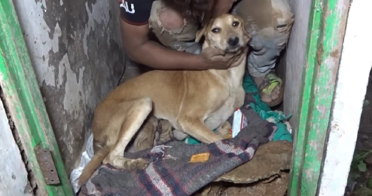 man embracing a dog lying down with her puppies