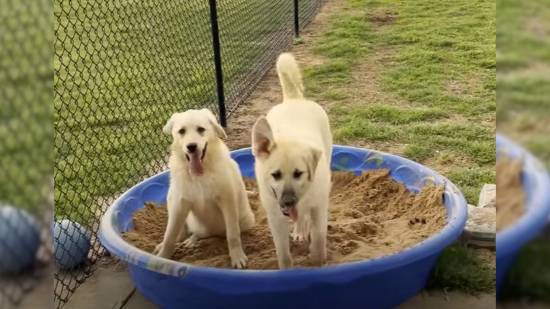 Couple Shocked To Find A Blind Dog And Her Sibling Abandoned On Their Front Porch