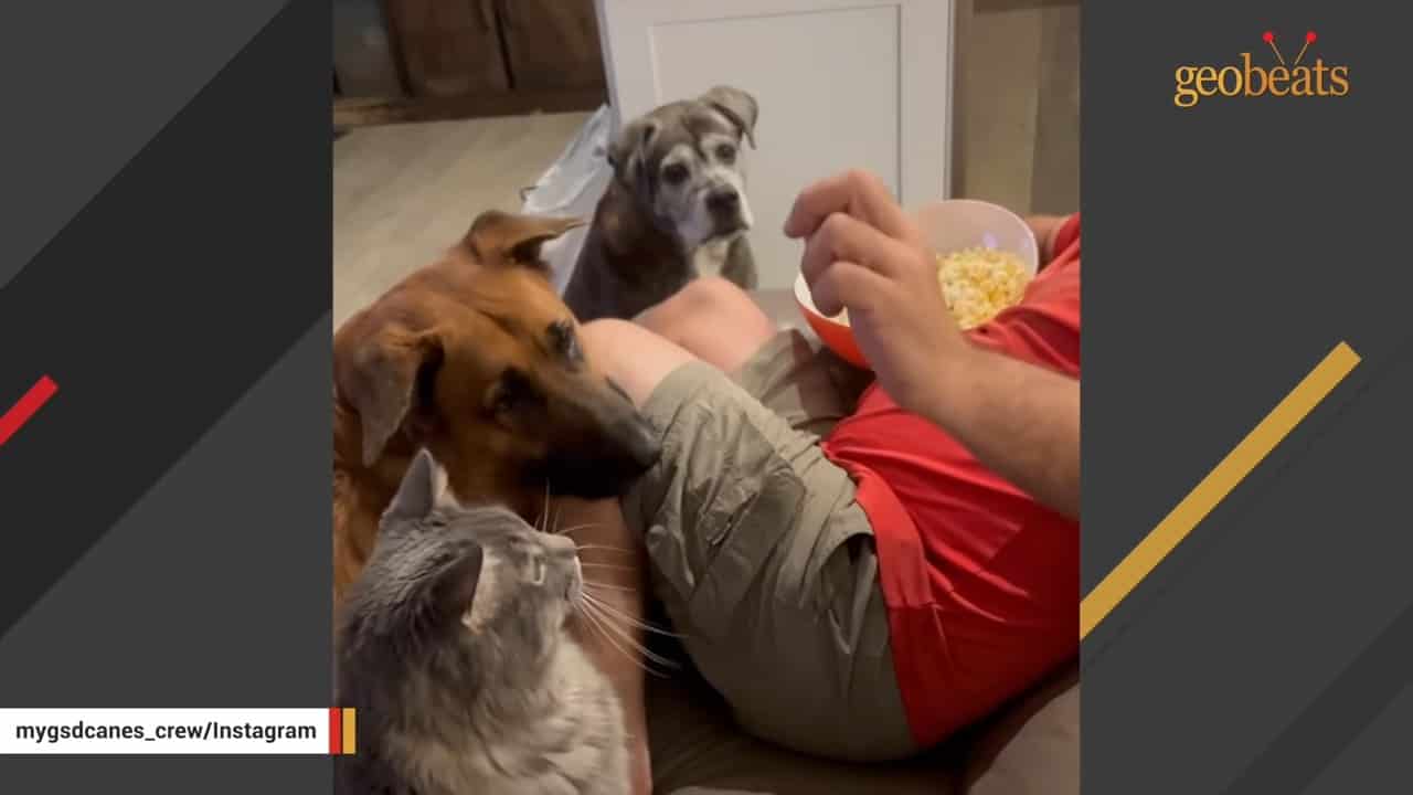 man feeding dogs and a cat