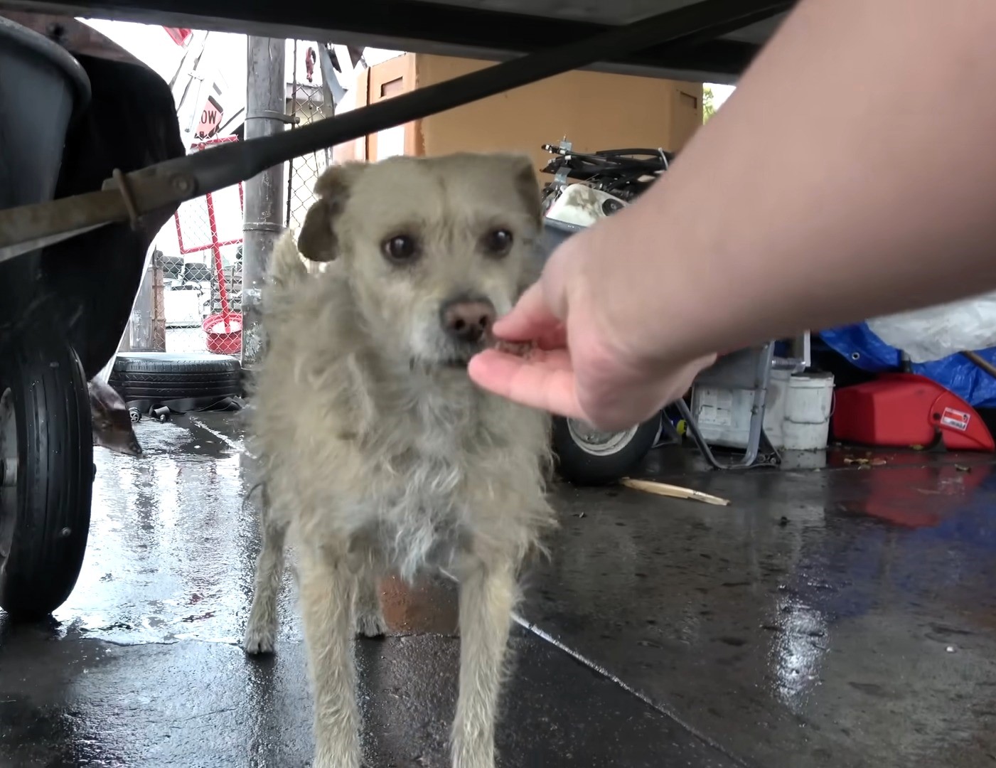 man feeding poor dog