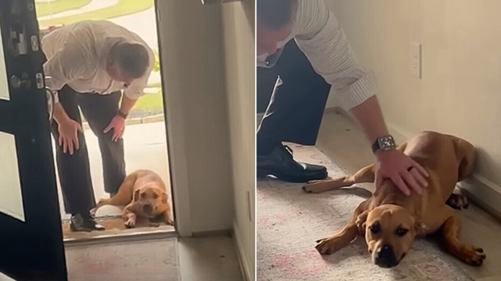 Stray Pup Who Refused To Move Out Of A Random Building Ended Up Finding The Perfect Hooman