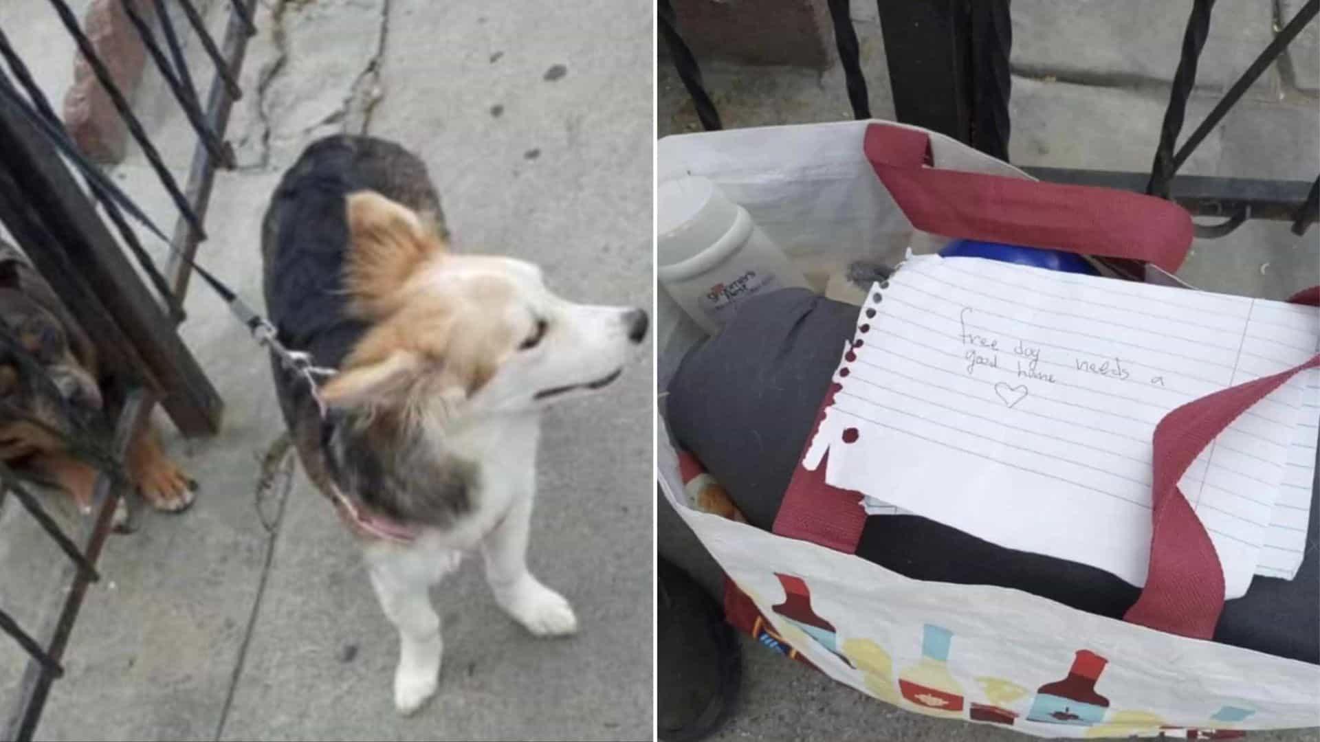 Man Discovers An Abandoned Dog Tied To His Fence With A Heart-Wrenching Note