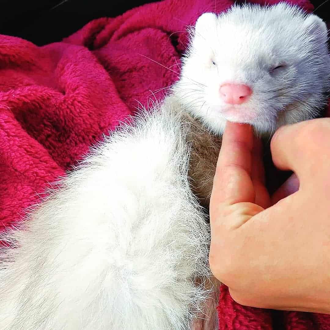 man giving a finger to a ferret