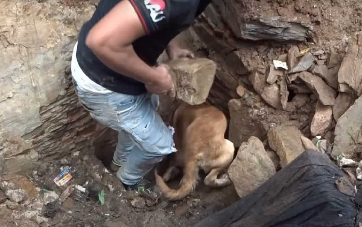 man and momma dog digging to rescue puppies