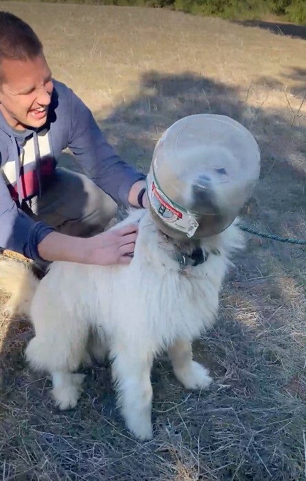 man helping dog to get container off