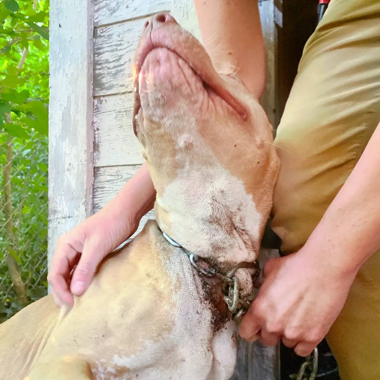 man helping the scared dog