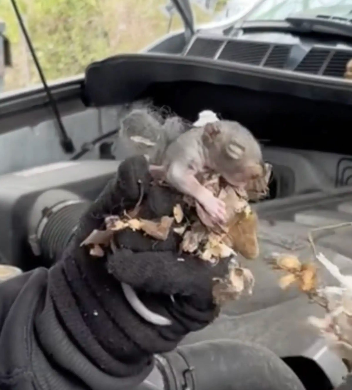 man holding a baby squirrel