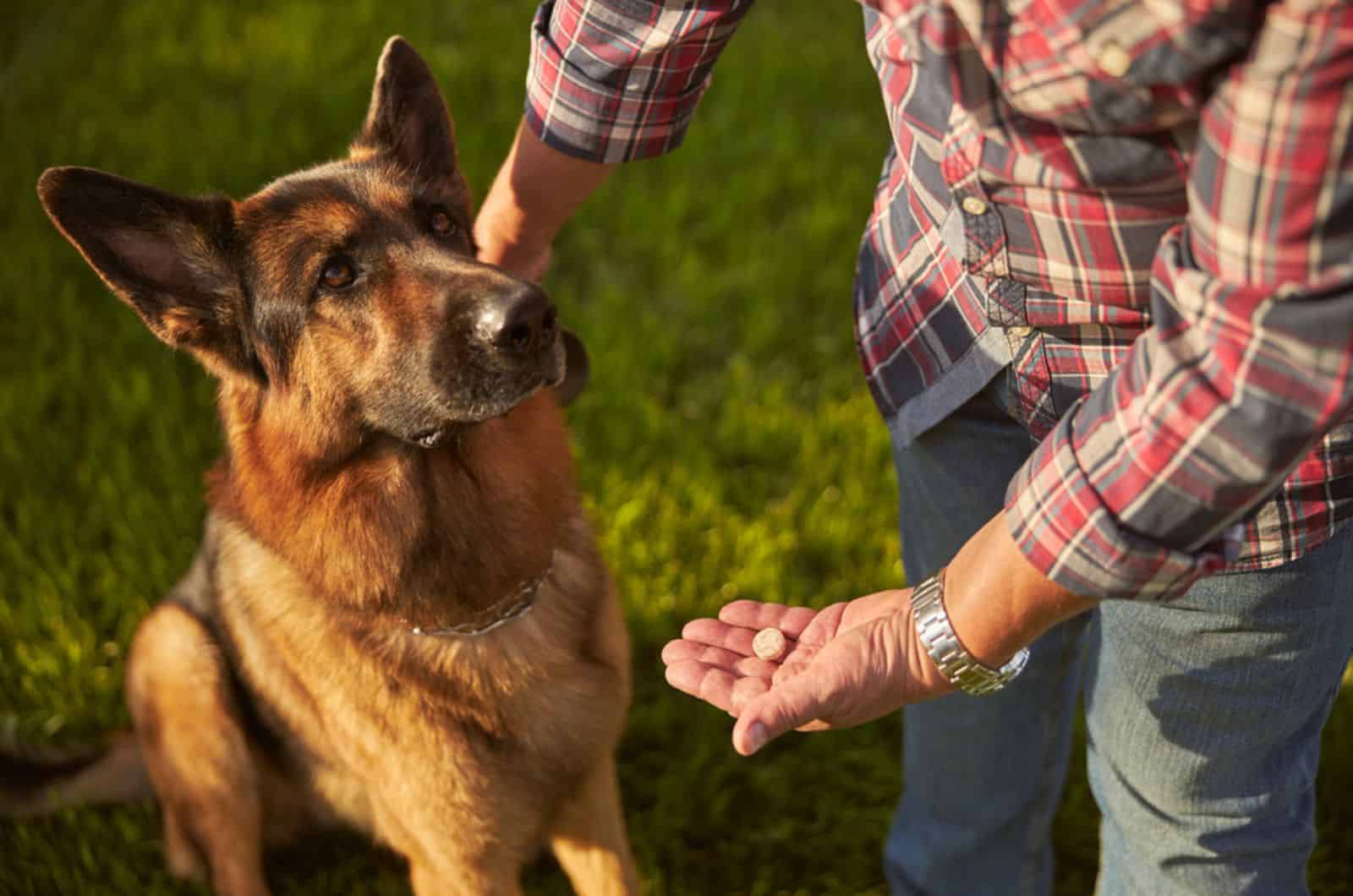 man holding a pill for his dog while having it on a leash