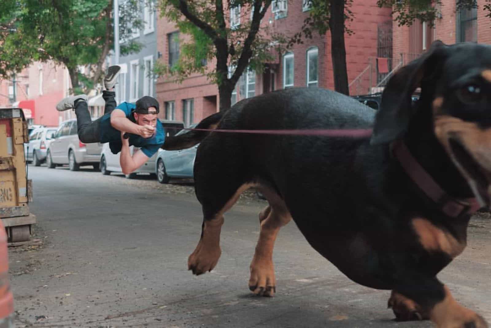 man holding giant dachshund on a leash on the street