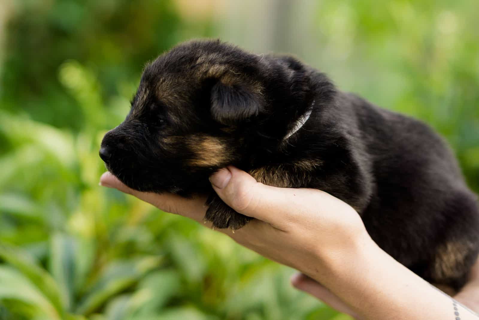 man holding little german shepherd pupp on hand