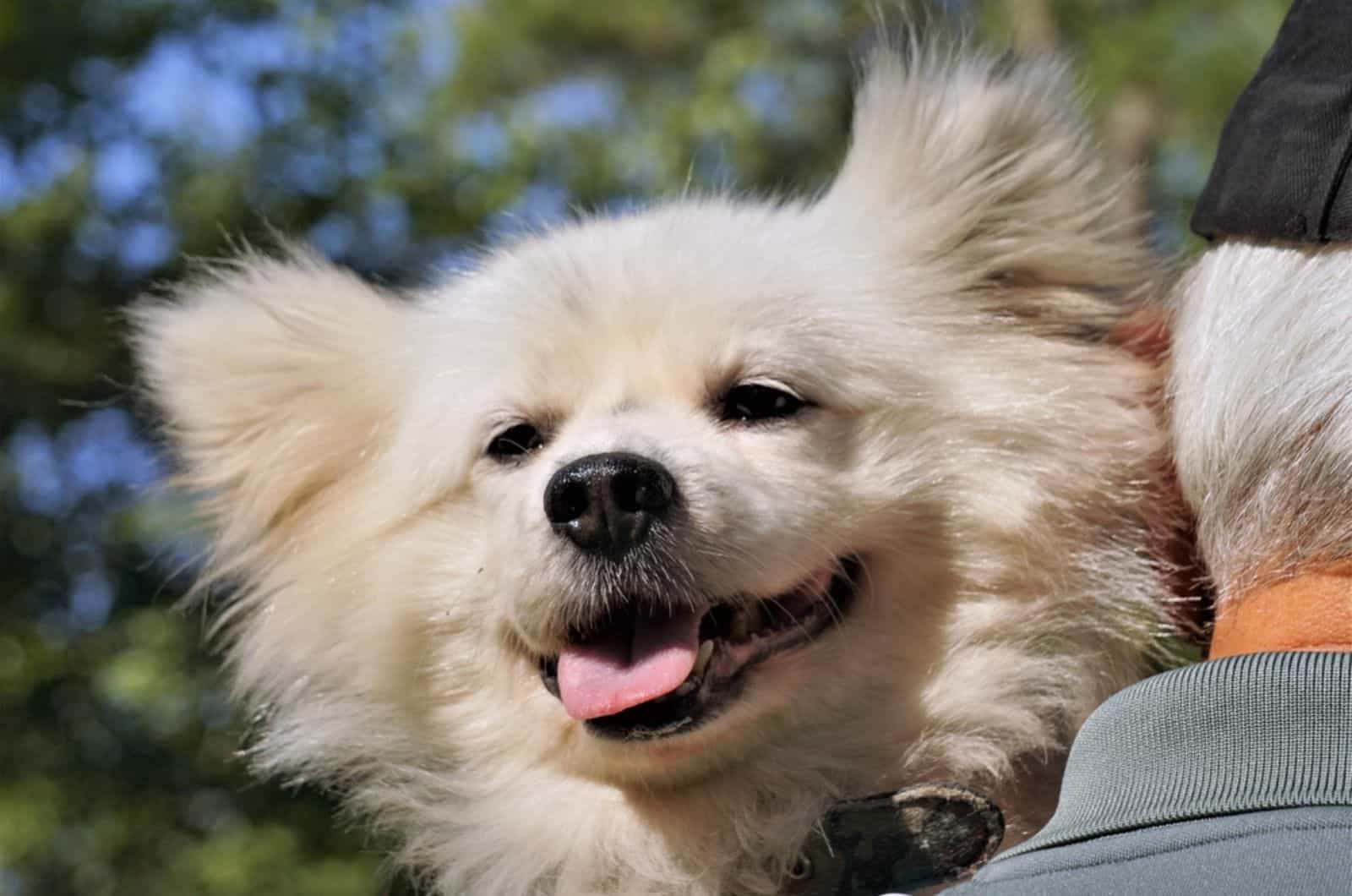 man holding maltipom dog on his shoulder