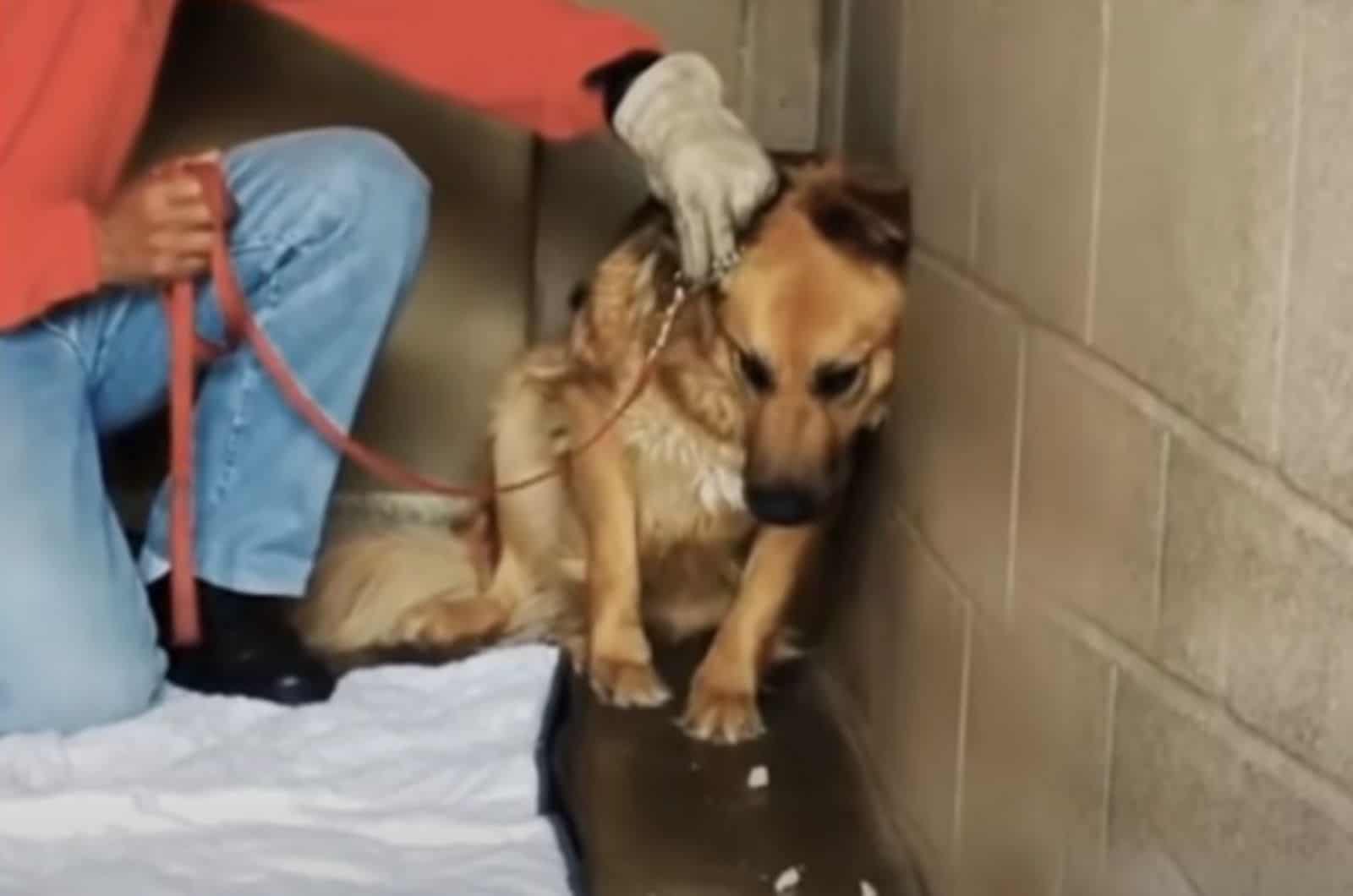 man holding on a leash scared dog sitting in a corner