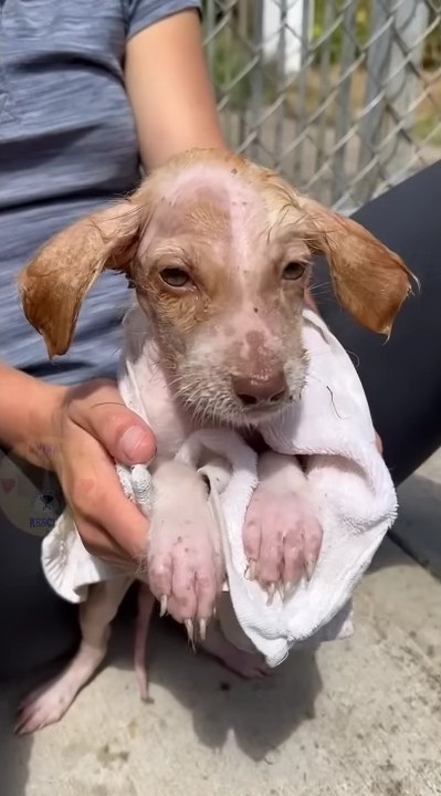 man holding puppy in a towel