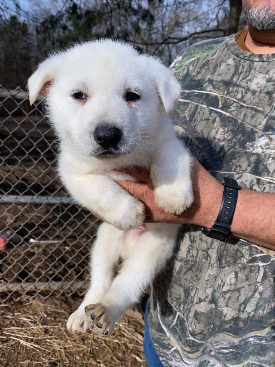 man holding white german shepherd puppy