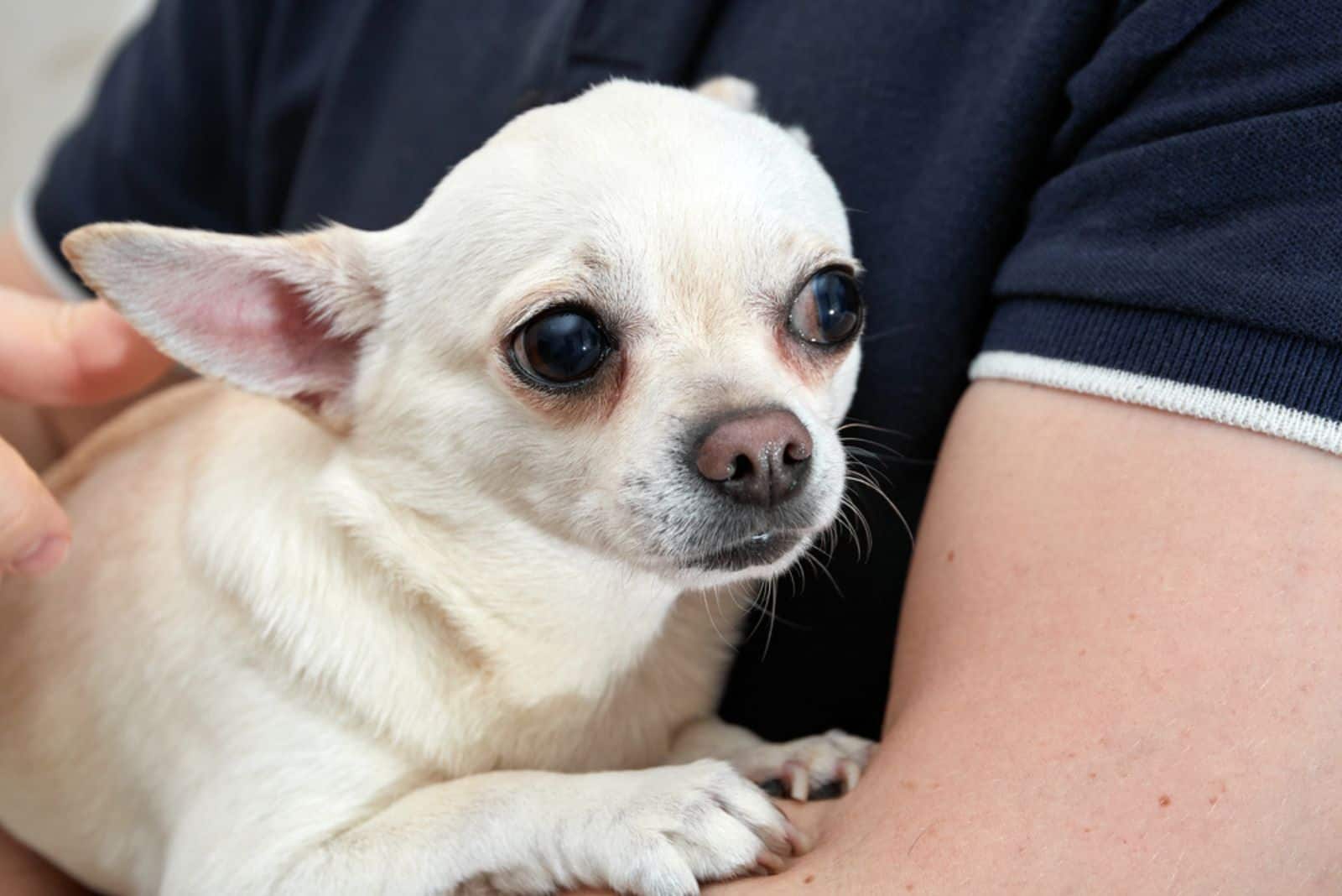 man holds small dog in his arms and calming him