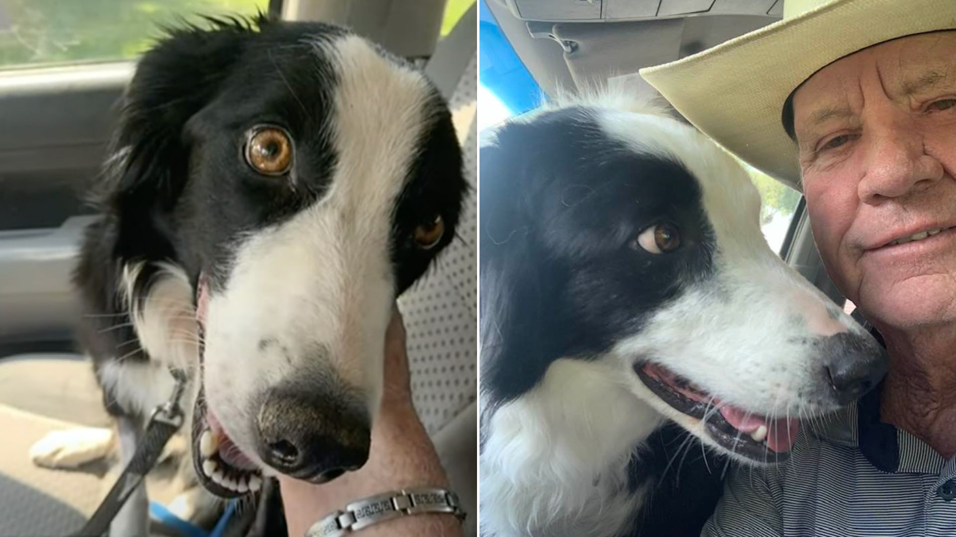 Man Is Finally Reunited With His Dog After 77 Days