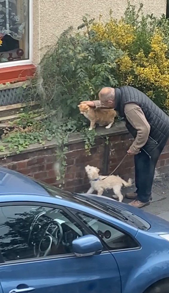 man petting a cat and holding his dog on a leash