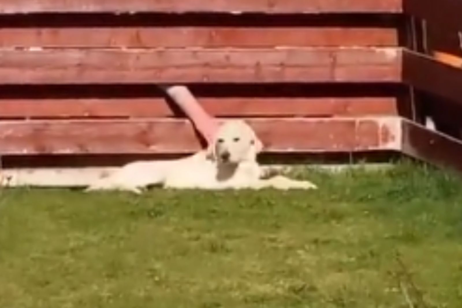 man petting the dog through the fence