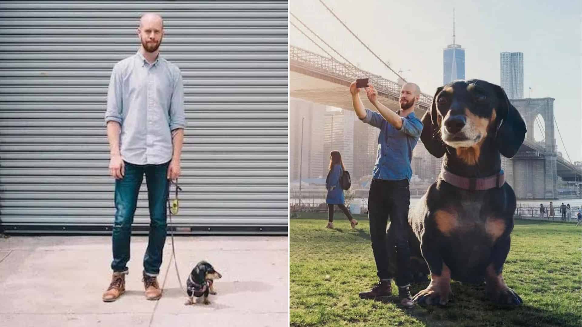 Man Photoshops His Tiny Dachshund Into A Giant Dog She Thinks She Is