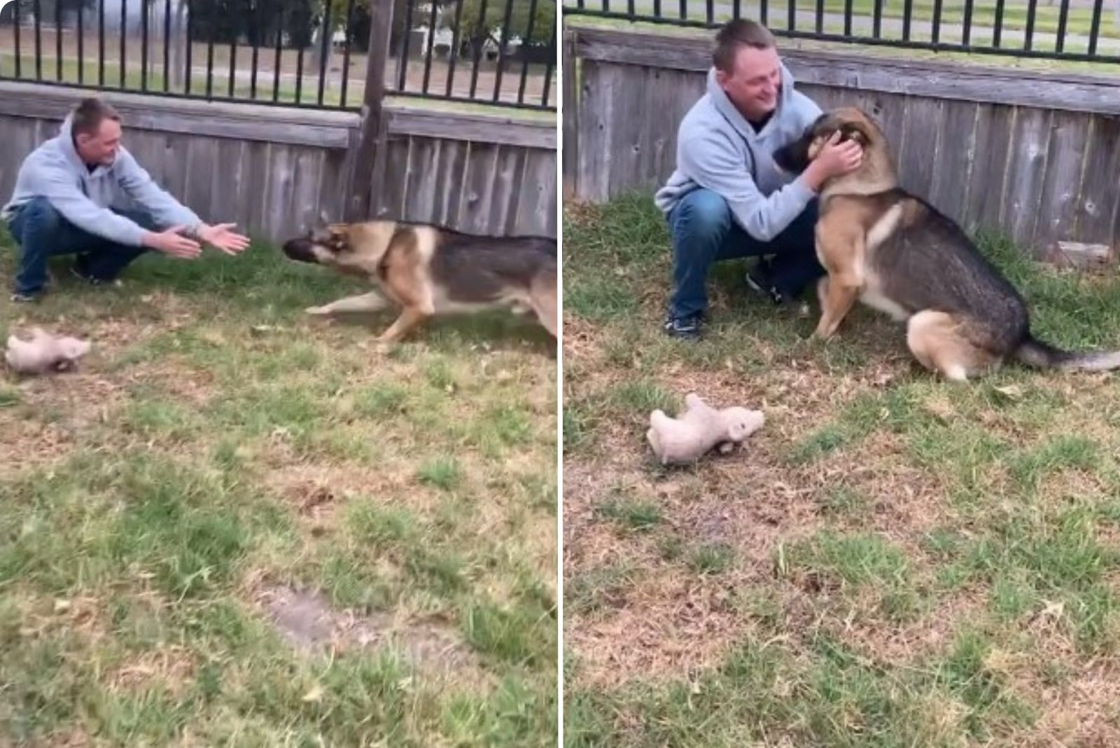 man playing with german shepherd