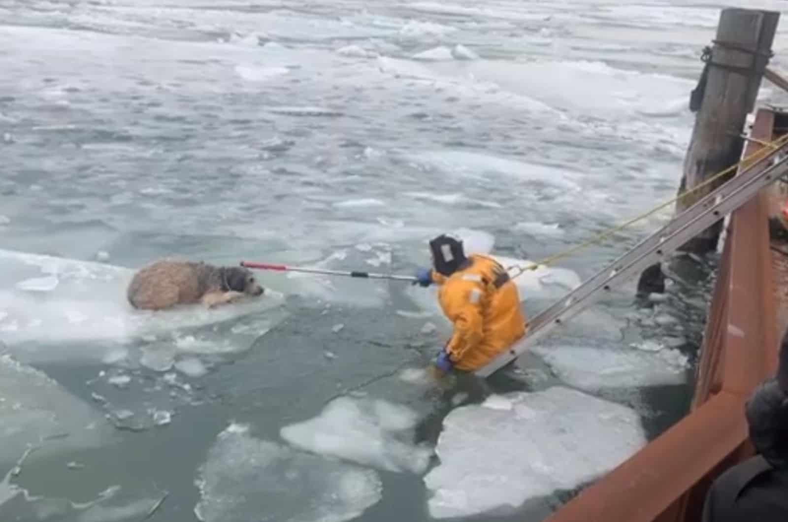 man rescuing dog from frozen river