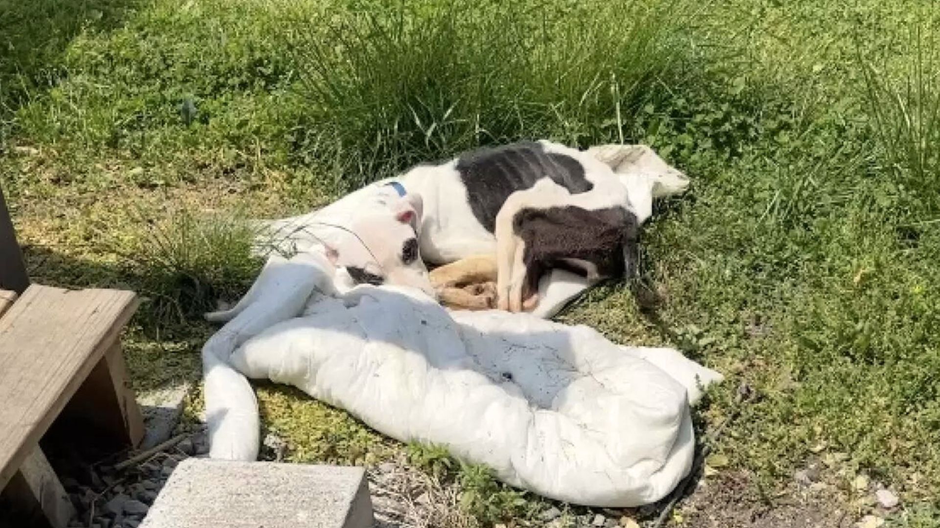 Rescuer Was Shocked To Find A Puppy Tied To A Bench On A Bus Stop, So He Decided To Help 