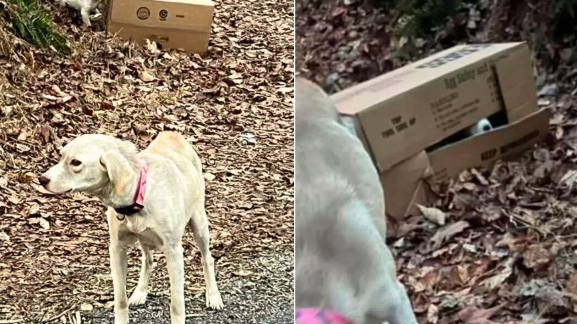 The Reason Behind This Abandoned Dog Protecting A Box By The Road Will Surprise You