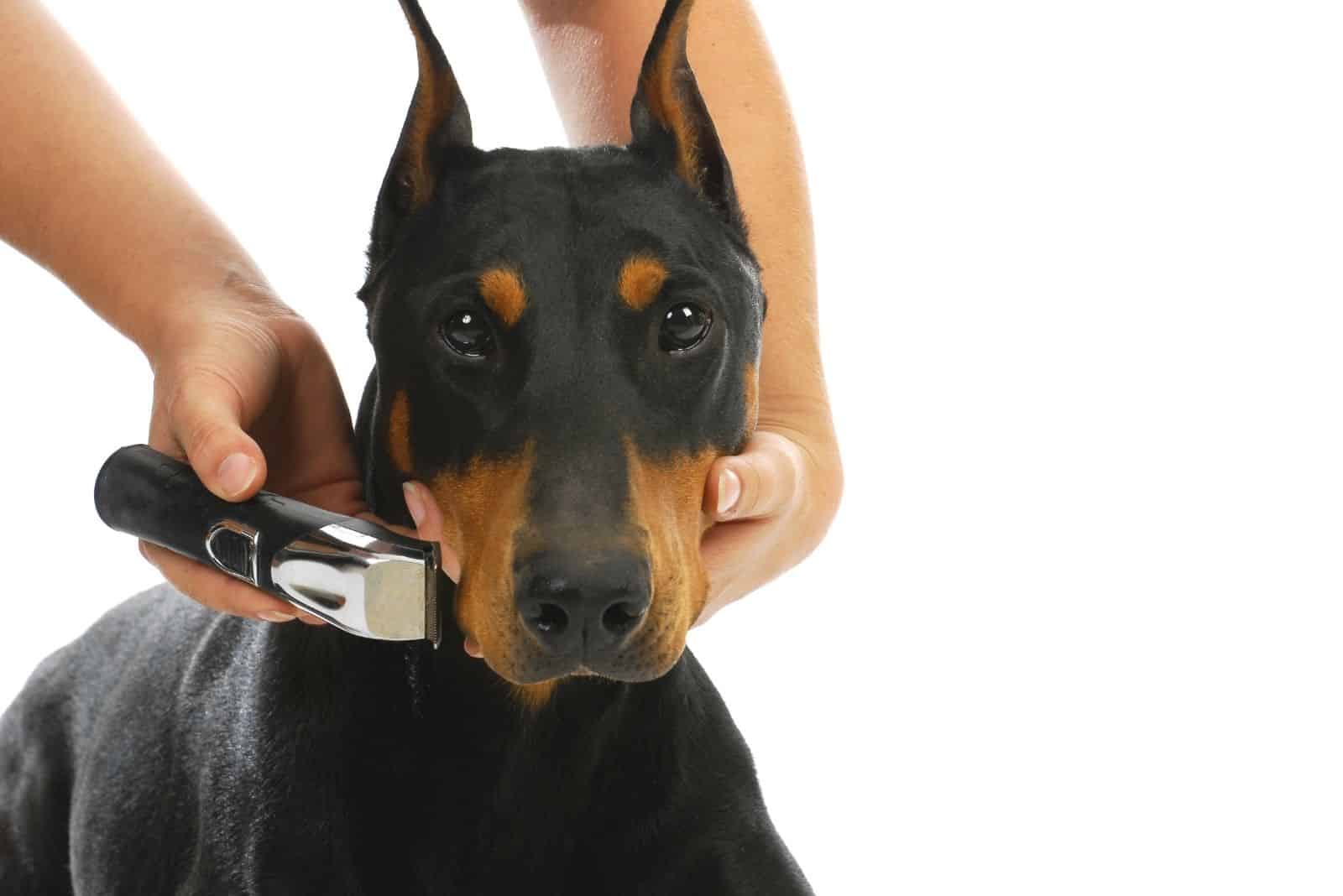 man shaving doberman in the head part in white background