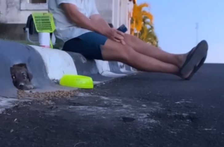 man sitting next to a dog peeking from drain pipe