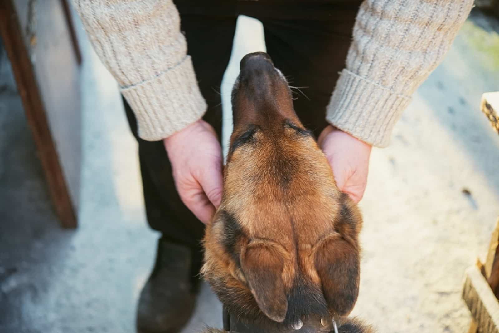 stroking a german shepherd dog outdoors