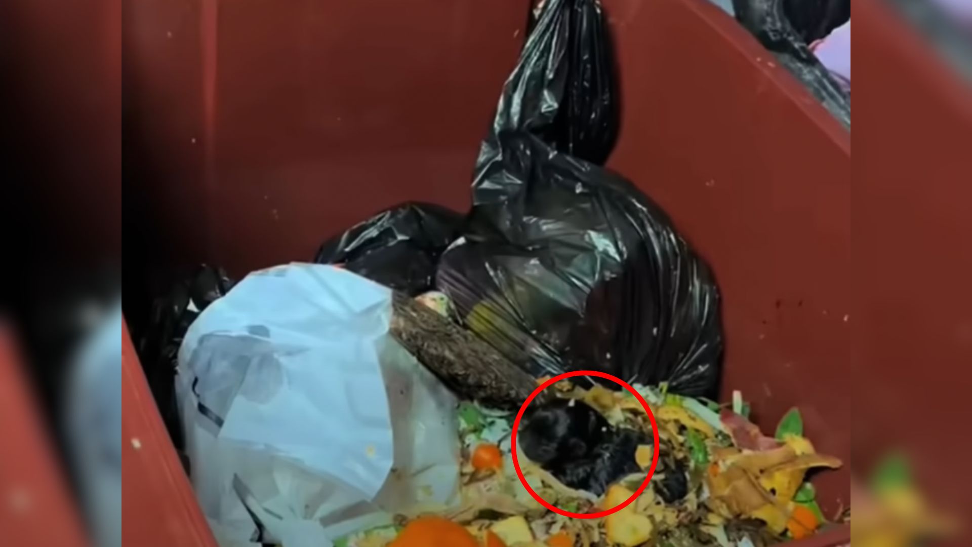 Man Was Taking Out Garbage When He Discovered Something Furry Inside A Trash Can