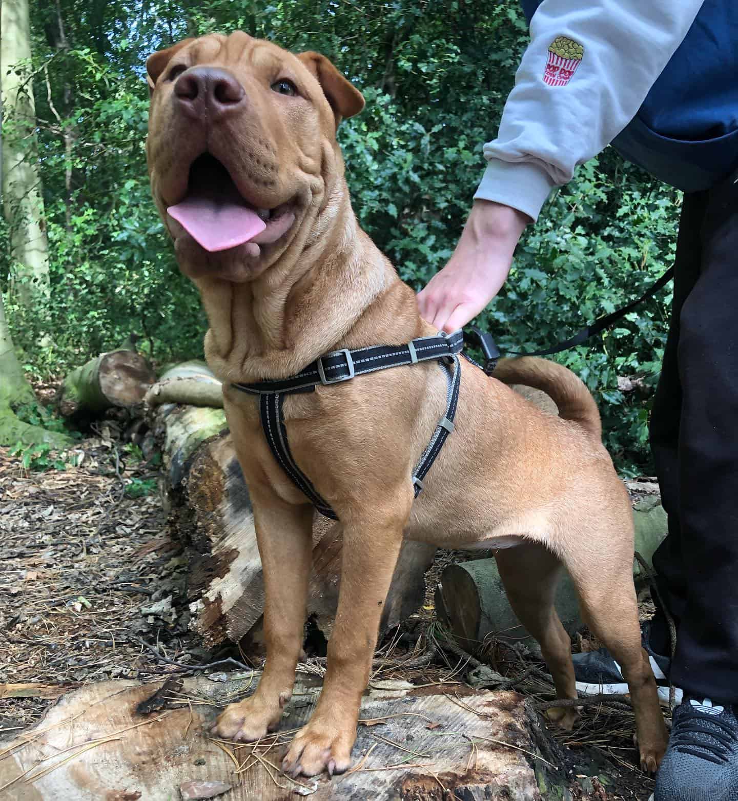 man taking sharpull terrier dog in a walk