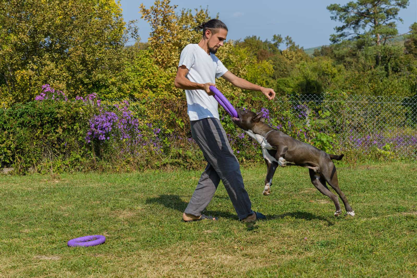 Man training American Staffordshire Terrier outdoors