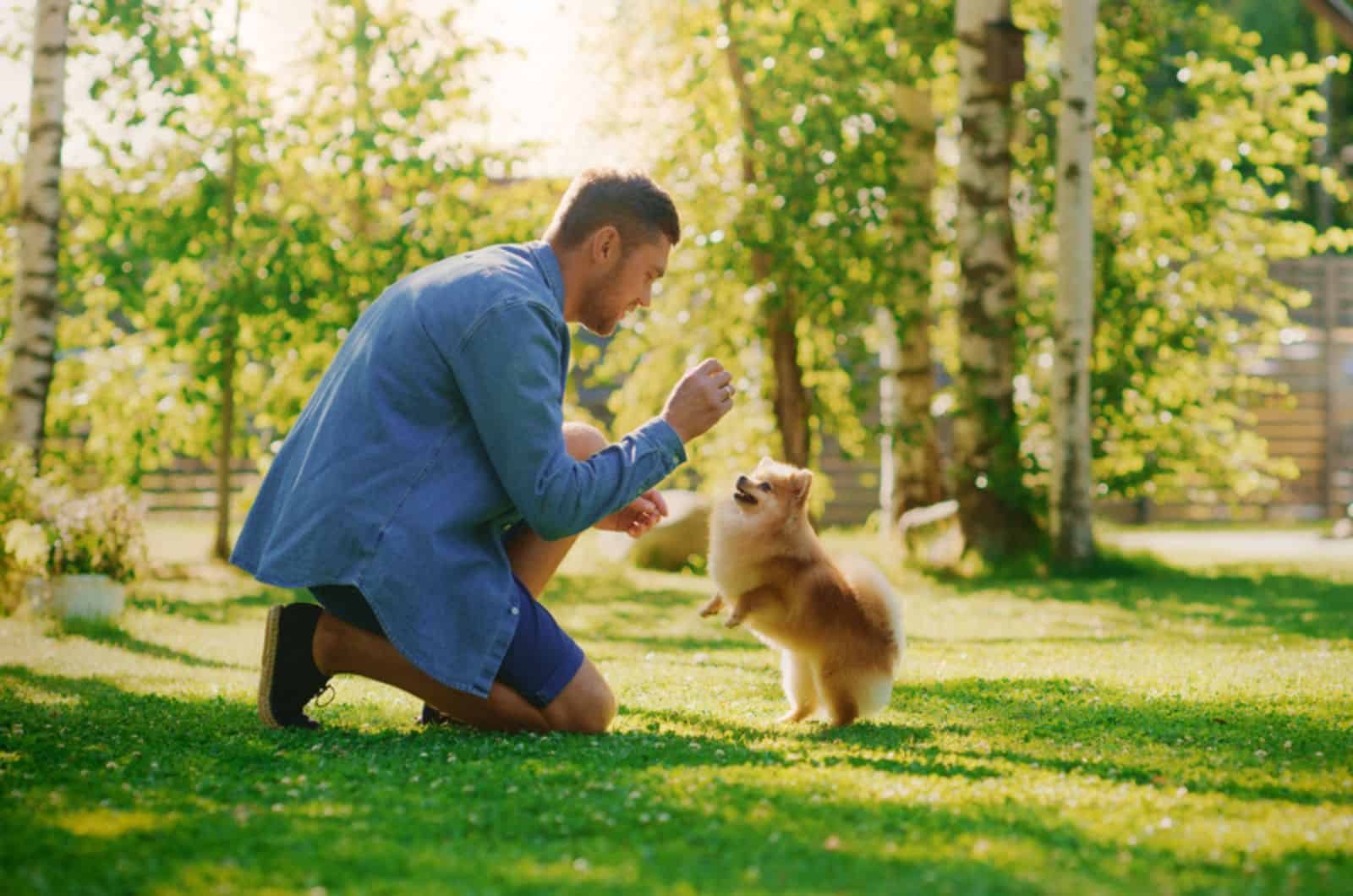 man training cute little pomeranian in the garden