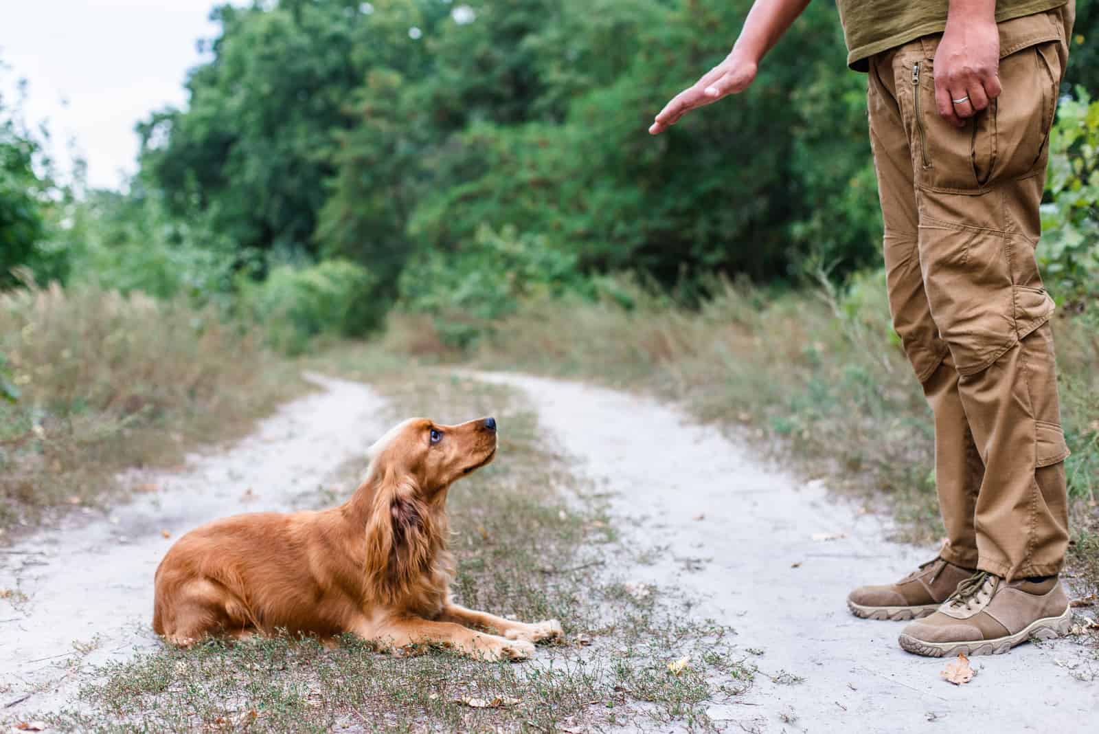 man training English cocker spaniel outdoors