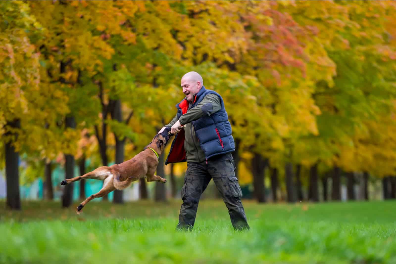 man training his belgian malinois at the park