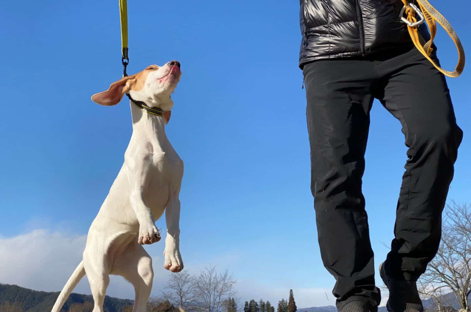 man walking dog on a leash and pulling him up