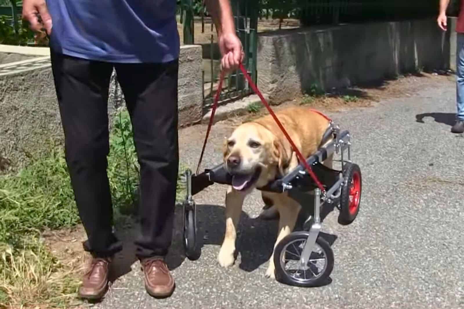 man walking his dog with wheelchair